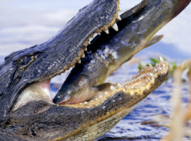 Alligator eating cat fish