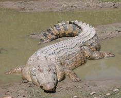 Saltwater Crocodile basking