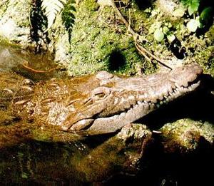 American crocodile head
