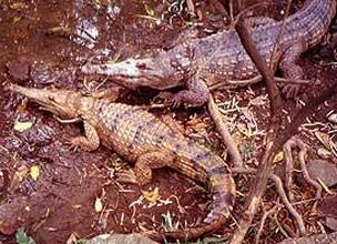 Freshwater crocodile couple