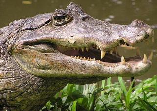 Spectacled caiman snout