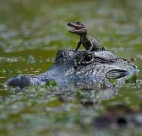 Baby alligator taking a ride